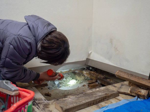 Best Mold Odor Removal Services  in Charleston, IL
