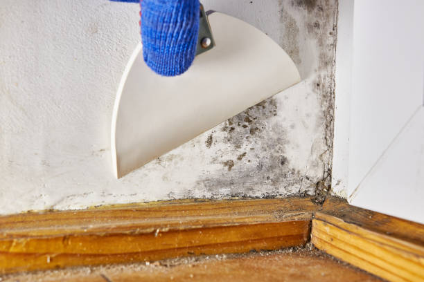 Best Mold Documentation for Insurance Claims  in Charleston, IL