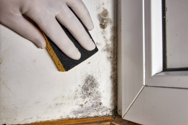 Best HVAC Mold Inspection and Cleaning  in Charleston, IL