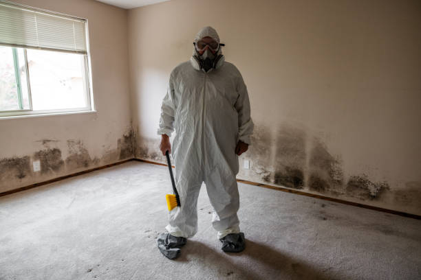 Best Black Mold Removal  in Charleston, IL